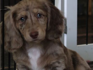 Shimmer is our keeper from our Brandy x Simon litter. She is a chocolate and cream dapple, we are so