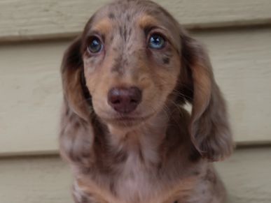 Shelby is from our Brandy x Simon litter. She is the perfect mix of her parents. She is a chocolate 