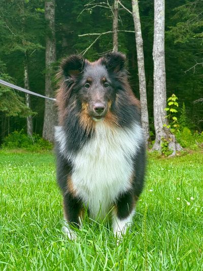 A fluffy tricolor Shetland Sheepdog standing on green grass in a forest.