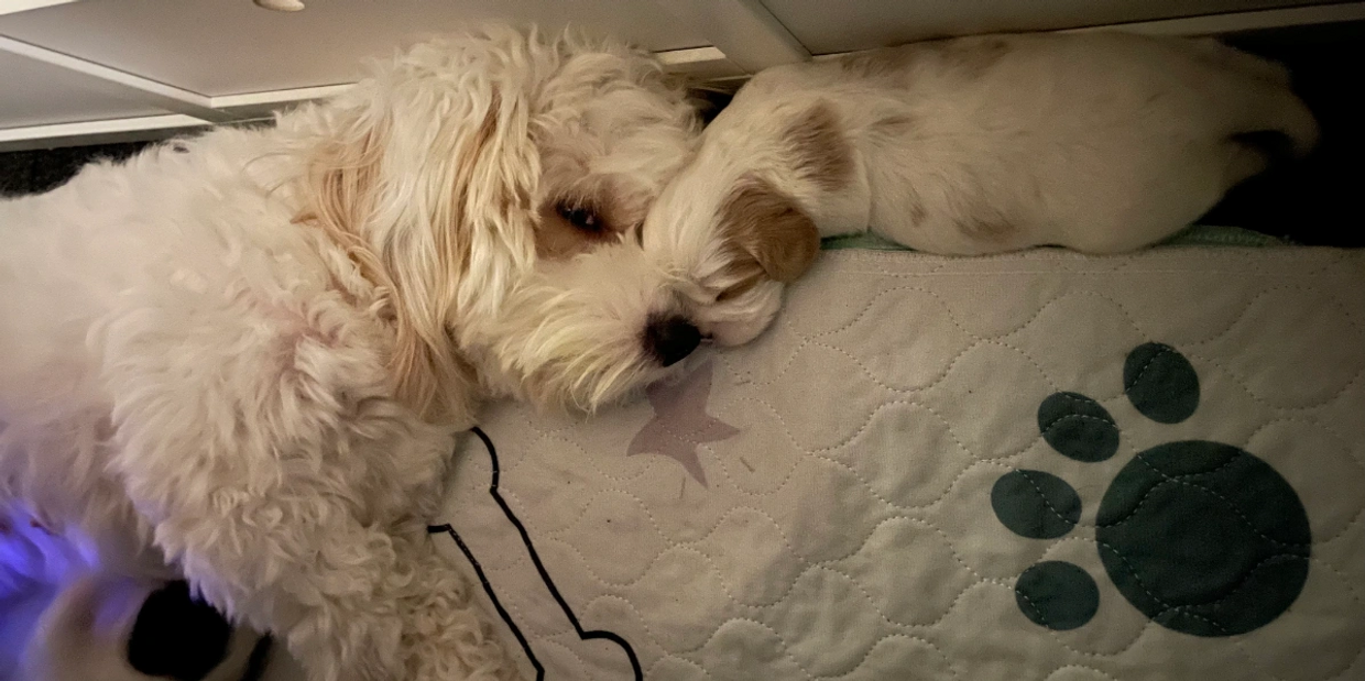 Lola and baby Boomer napping