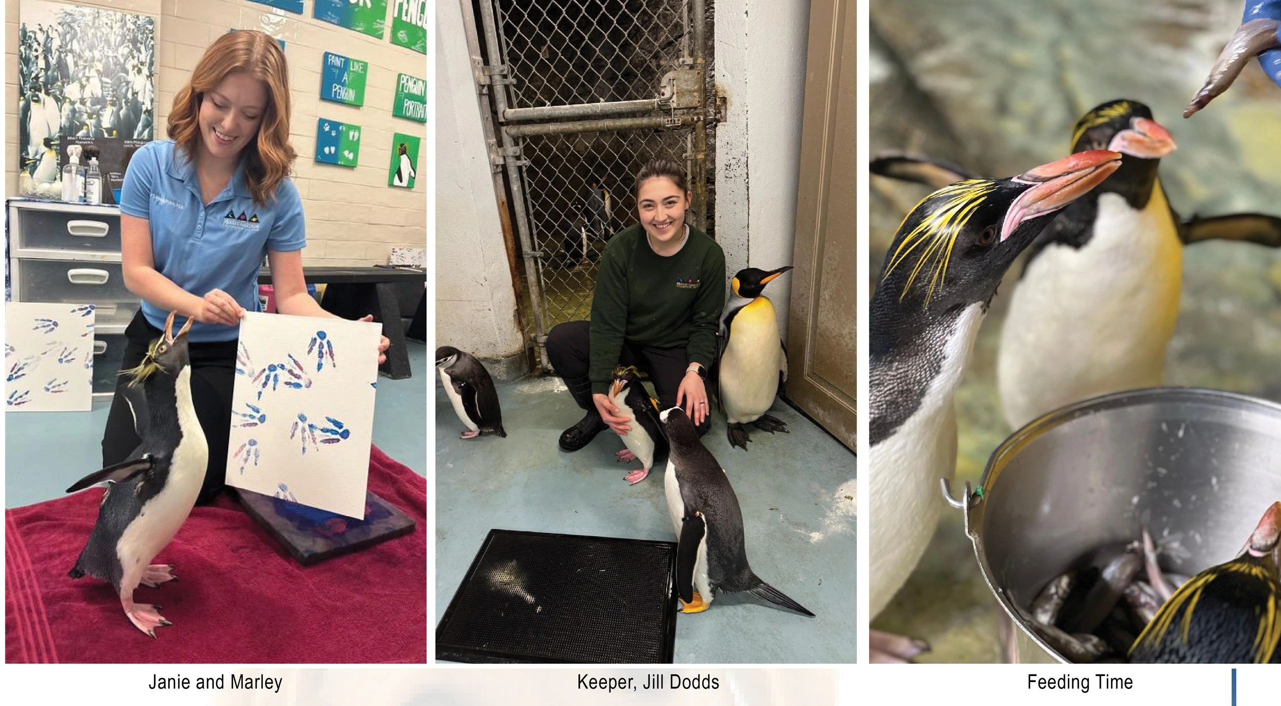 Marley: A Superstar Penguin Living in Galveston
