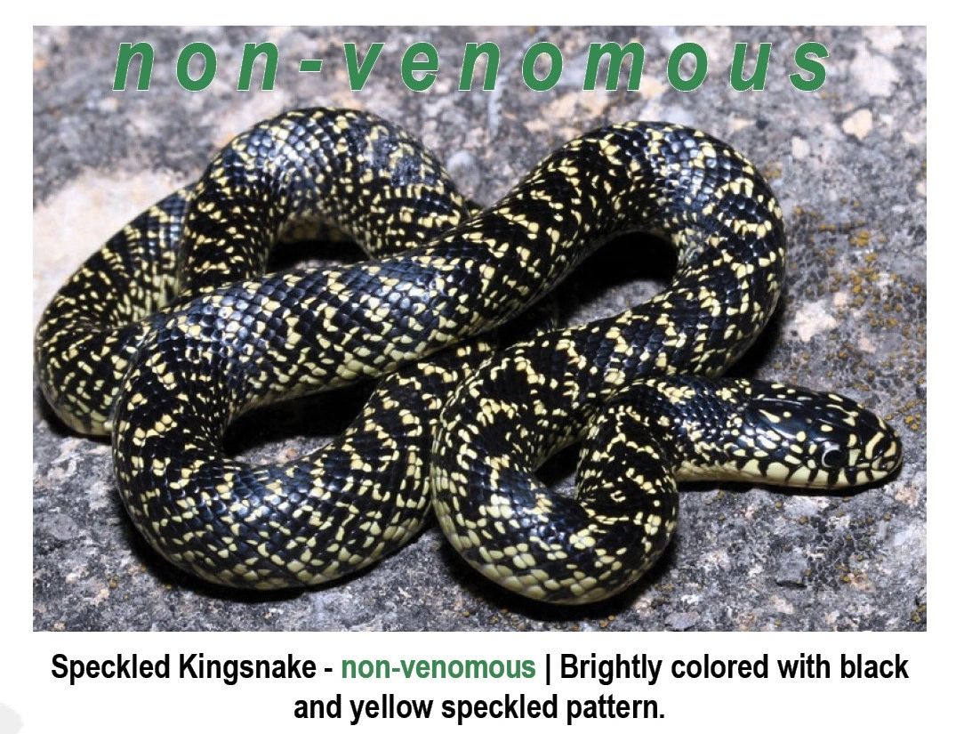 colorful non poisonous snakes