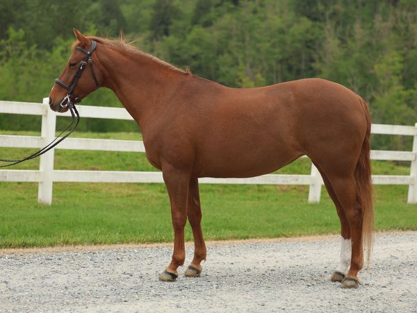A chestnut horse standing on a gravel path near a white fence.