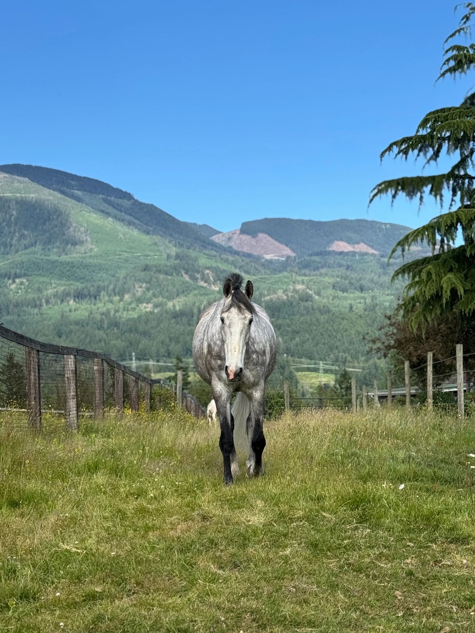 A peaceful farm with happy horses!