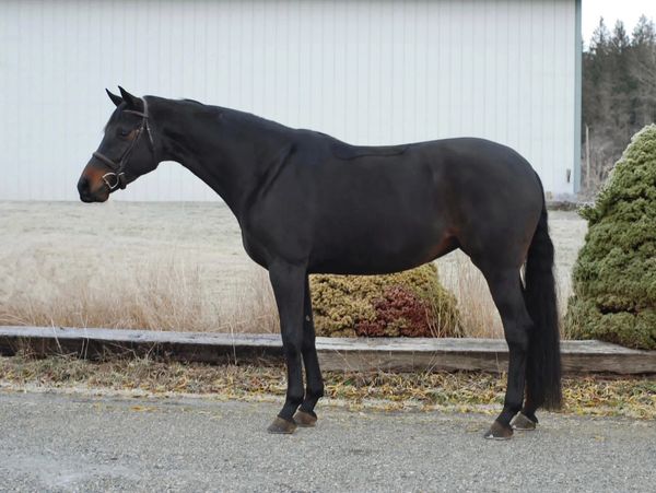 A sleek black horse standing on a gravel surface near bushes and a building.