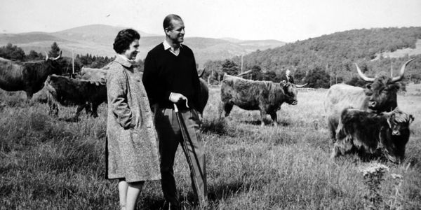 Balmoral Highland Cattle