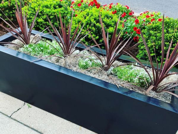 Landscape design and annual plantings 