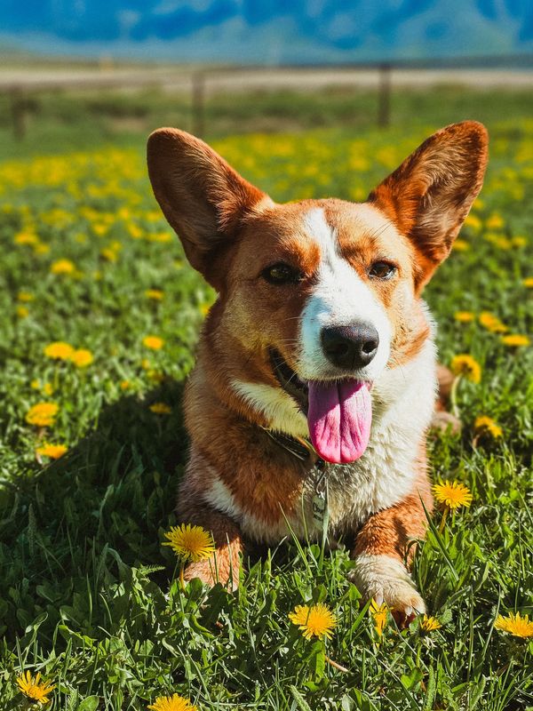 Happy corgi lying in a field of yellow flowers under the sun.