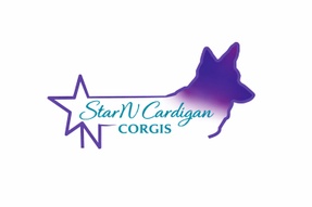 Star N Cardigan Corgis