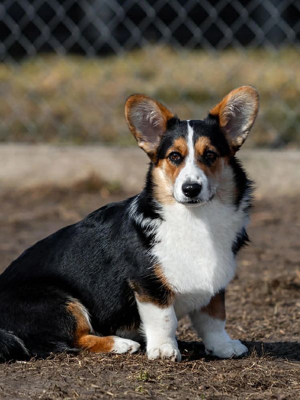 A tricolor Pembroke Welsh Corgi sitting outdoors on dirt ground.
