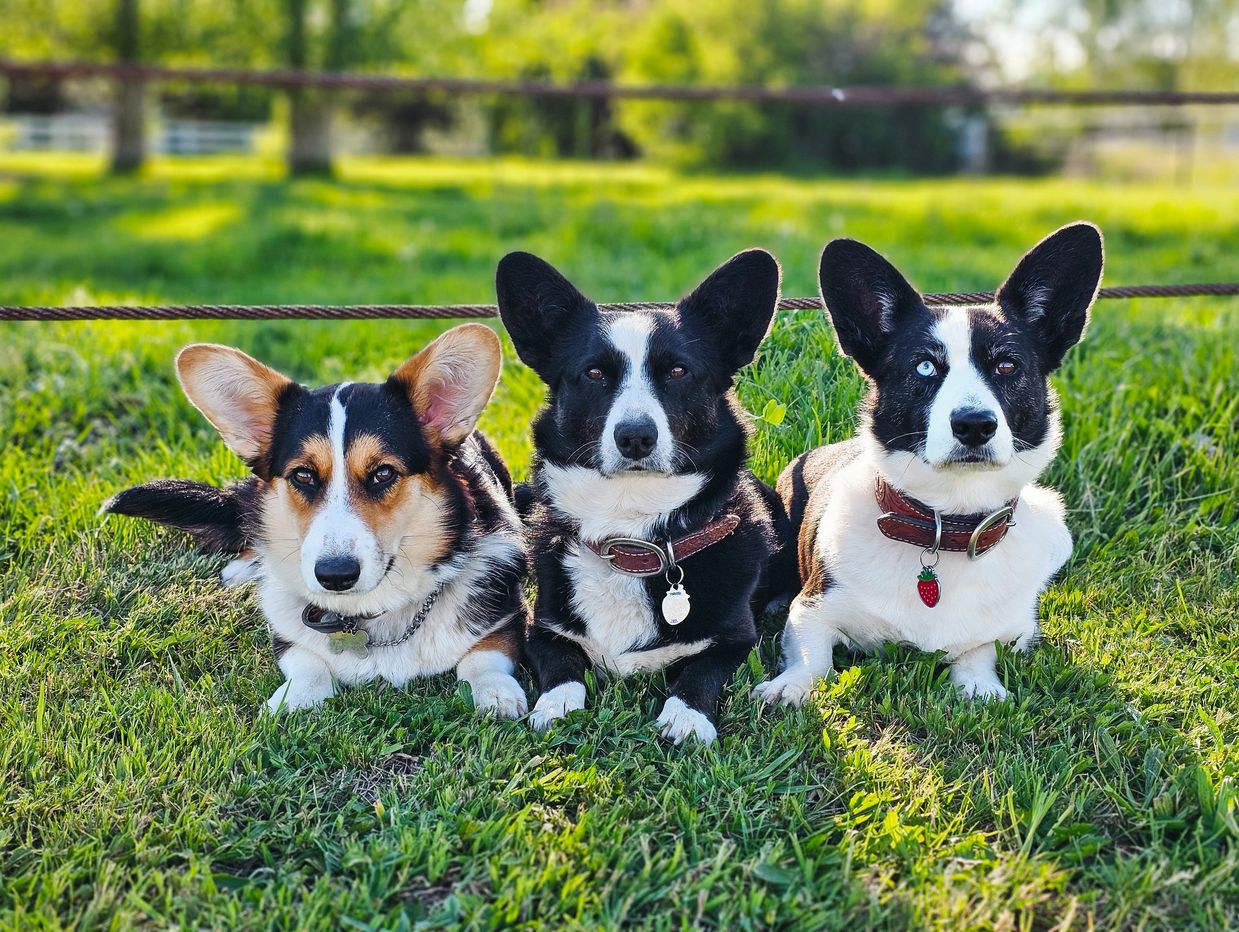 Three Corgi dogs lying on grass in a sunny outdoor setting.