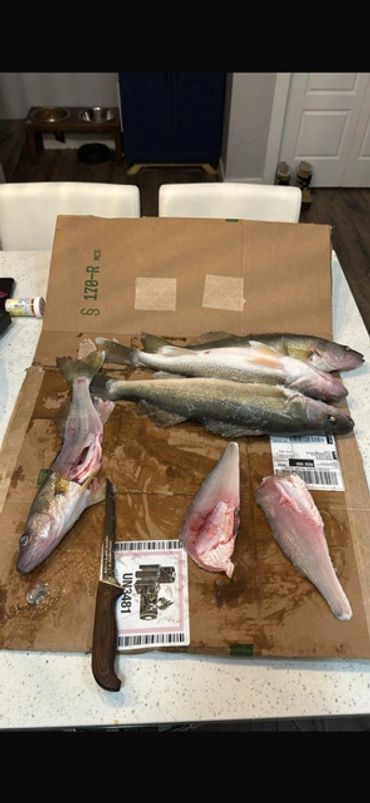 Children' first fish caught during Ice Fishing Day