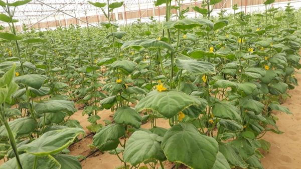Fresh Organic Produce at Al Ain, UAE Farms 