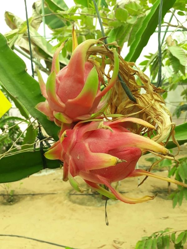 Organic Dragon Fruit grown in Al Ain Farms in UAE