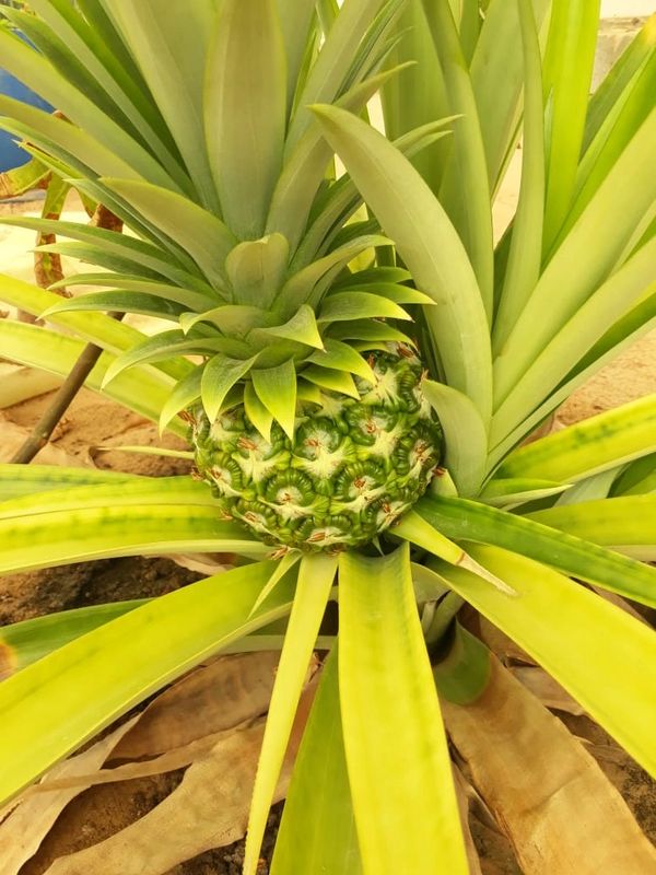 Organic Pineapples grown in Al Ain Farms in UAE