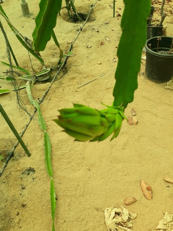 Fresh Organic Fruits grown in Al Ain farms in UAE