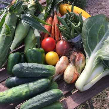 Delicious CSA farm share , full of tasty fresh naturally grown produce!
