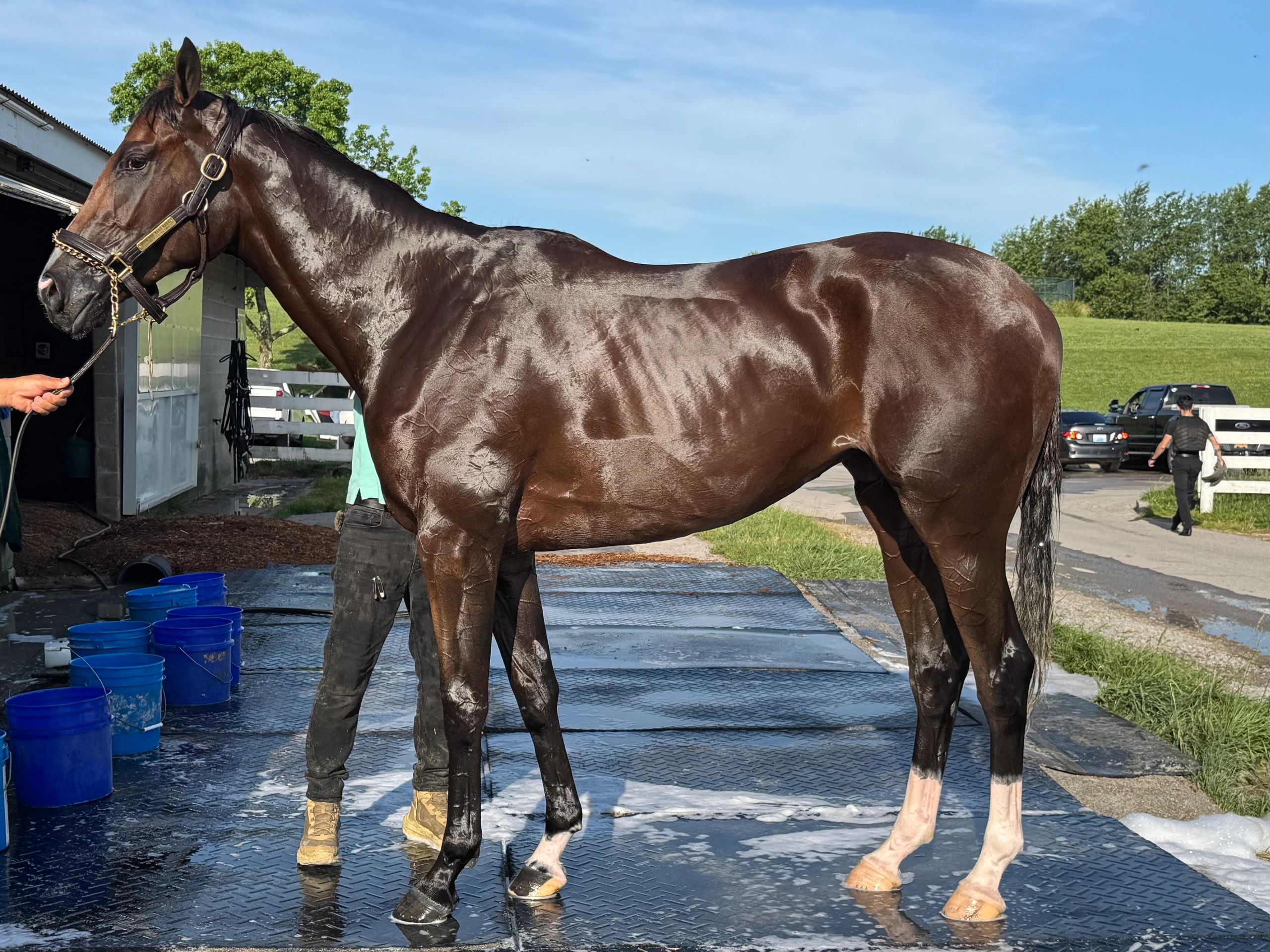 Shiny, wet horse being washed outside a stable on a sunny day.