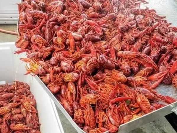 Boiled Crawfish poured out at the Mardi Gras in May Festival in Dacono, CO. 