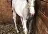 Sire:  Romeo Brooks or Dunn & Dam:  Willow Will Charm Ya