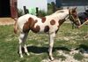 Sire:  Durn Tuff to Beat & Dam:  Shes Justa Charmer