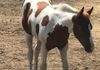 Sire:  Durn Tuff to Beat & Dam:  Shes Justa Charmer