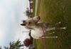 Sire:  Romeo Brooks or Dunn & Dam:  Willow Will Charm Ya