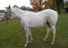 Sire:  Romeo Brooks or Dunn & Dam:  Willow Will Charm Ya