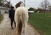 Sire:  Romeo Brooks or Dunn & Dam:  Willow Will Charm Ya