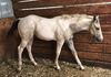 Sire:  Romeo Brooks or Dunn & Dam:  Willow Will Charm Ya