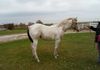 Sire:  Romeo Brooks or Dunn & Dam:  Willow Will Charm Ya