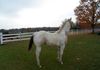Sire:  Romeo Brooks or Dunn & Dam:  Willow Will Charm Ya