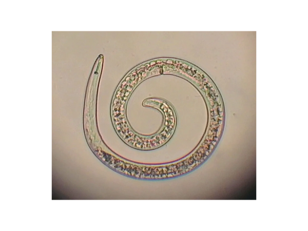 Nematodos