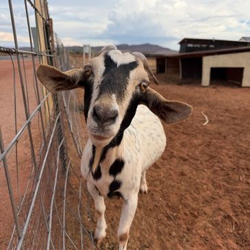 Close-up of a curious goat by a fence.