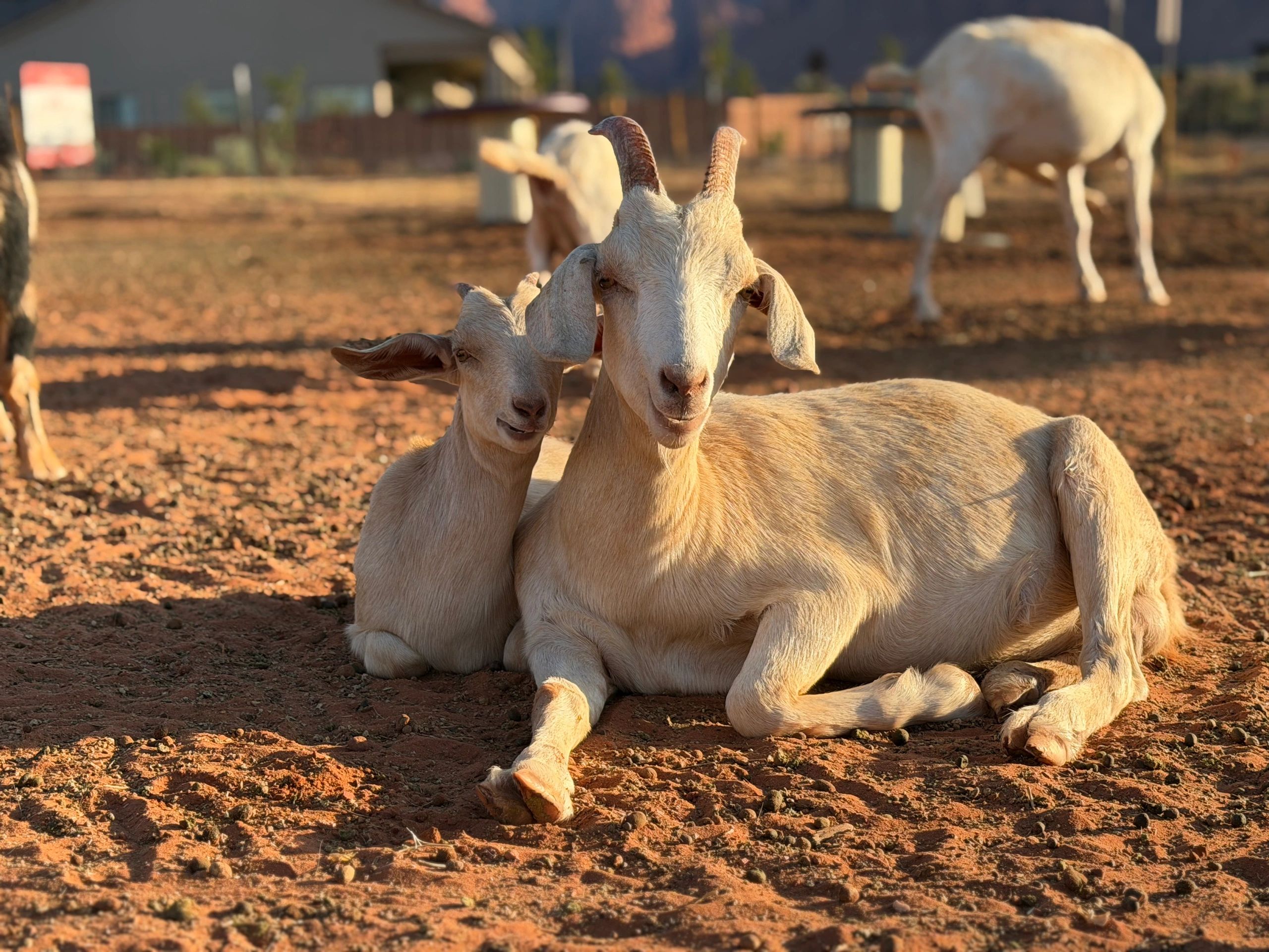 Two goats resting on dry ground.