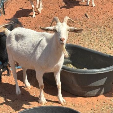 White goat standing near a black feeding trough.
