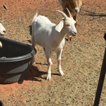 A white goat standing near a water trough.