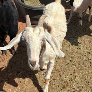 White goat with curved horns standing on dirt.