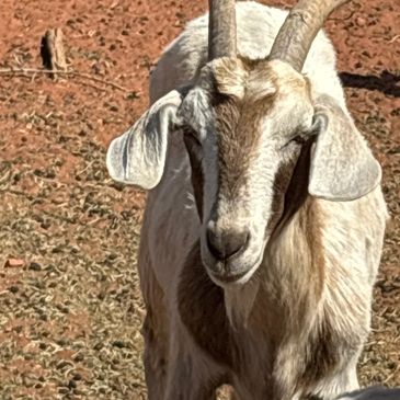 A goat standing on dry soil.