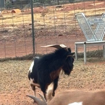 Black and white goat with horn in an enclosure.