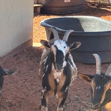 Three goats standing on reddish dirt near a water trough.