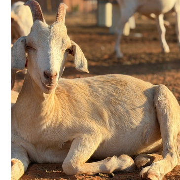 A light brown goat resting on the ground.