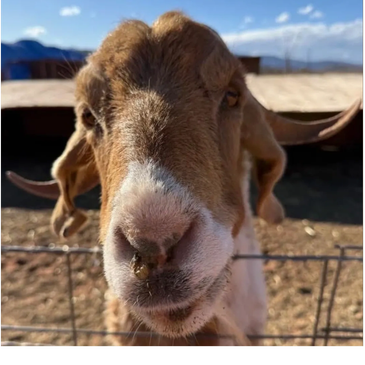 Close-up of a goat with something on its nose.