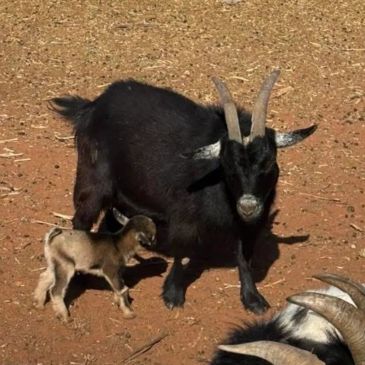 Black goat with a small kid on dry soil.