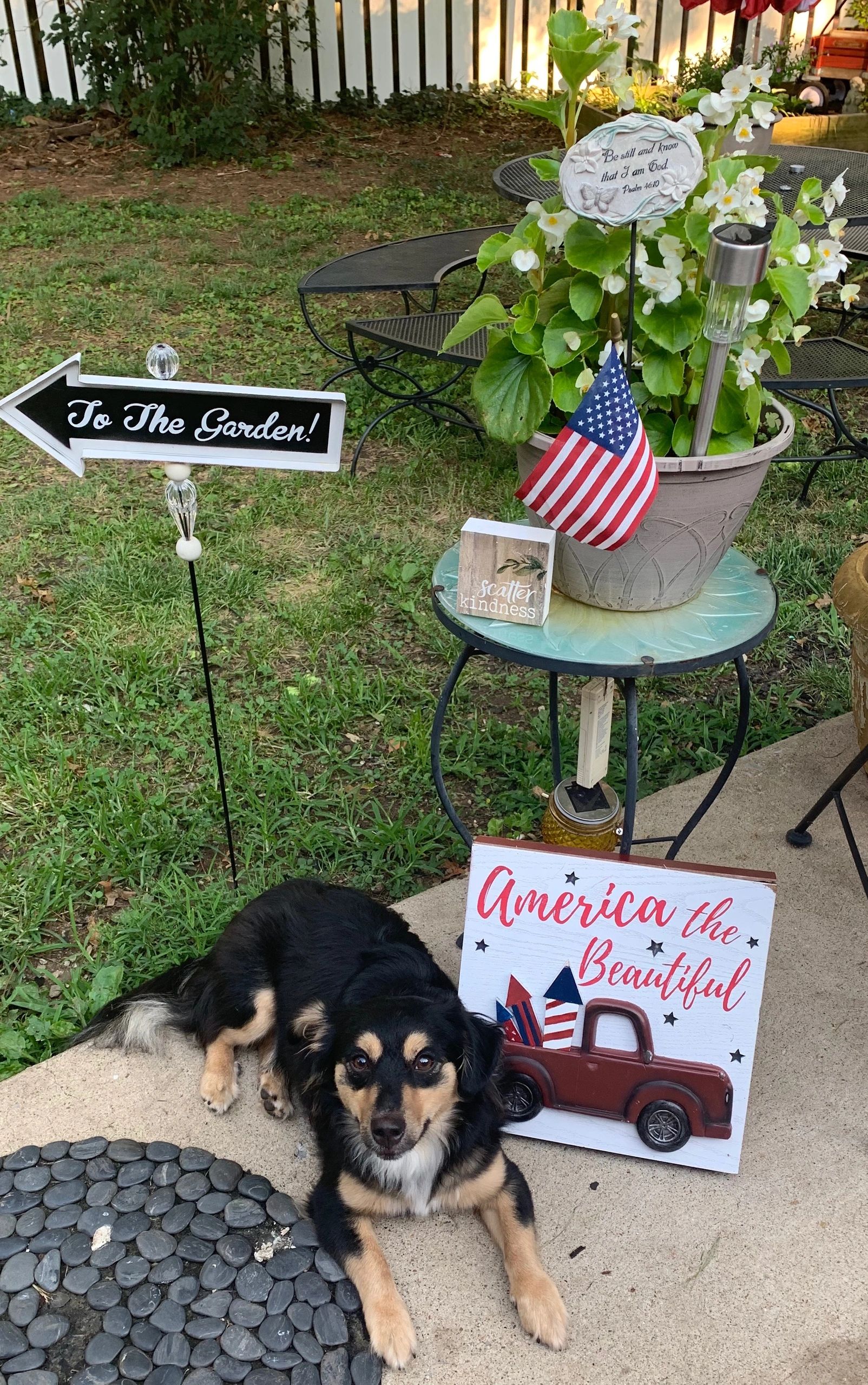 Stacie's Pup Palace Dog Boarding Franklin, Tennessee