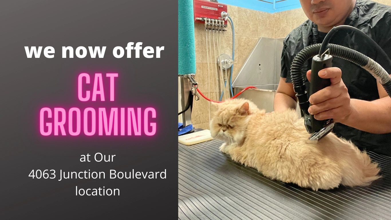 Dog Grooming in Queens Ny Dalila's Pet Grooming