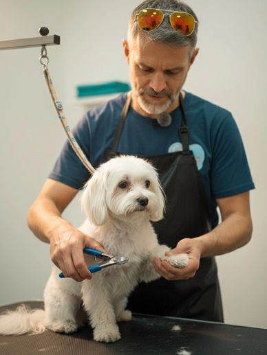 DOG GROOMING IN QUEENS NY 
WE ARE LOCATED AT 
90-12 37TH AVE. JACKSON HTS NY 11372