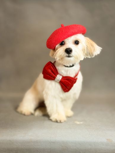 Small Dog Grooming in Queens NY by Dalilas Pet Grooming 89.99m+ bTax