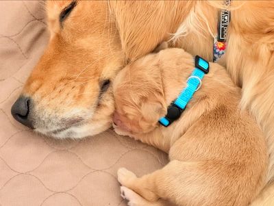 Blanche with Baby Blue (litter May 16, 2024)