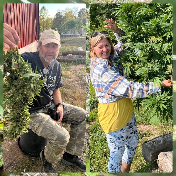 Owners showing their cultivated cannabis